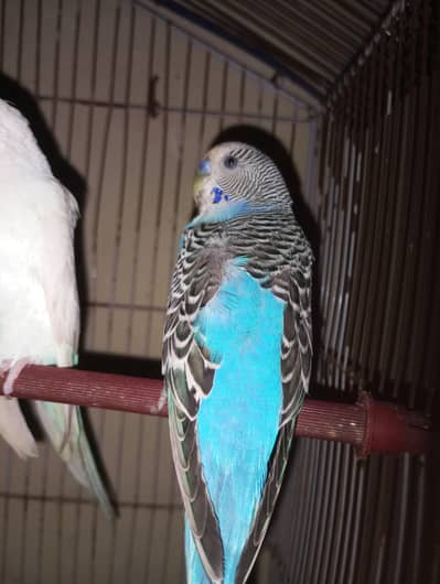 Full bareedr pair ha red eye ma bacha Ata ha