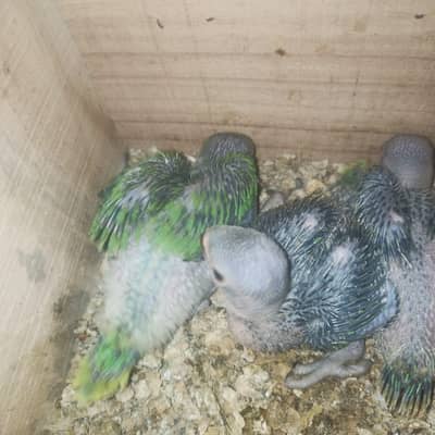 Ringneck chicks for sale