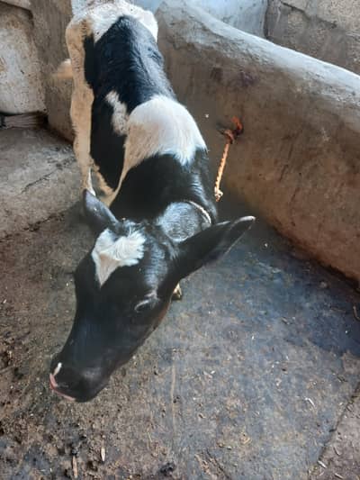 Imported Frission Male