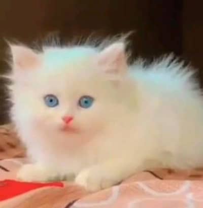 Persian cat for sale male female vaccine clear 0325=80=19=836=