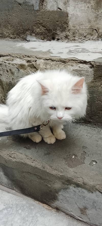 Russian cat male age 4months