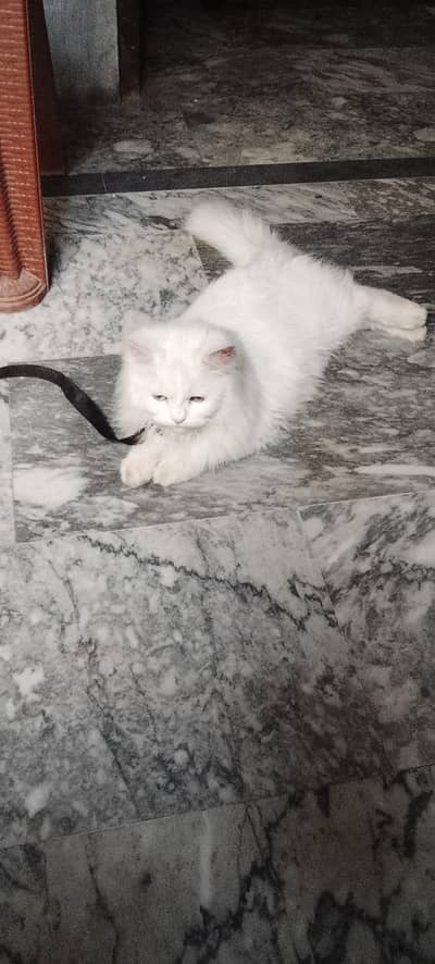 Russian cat male age 4months