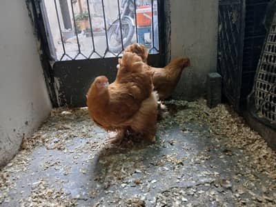 golden buff 2 feml ready to breed