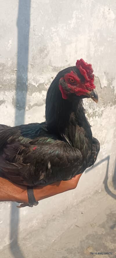 Pure Burmi Back footer