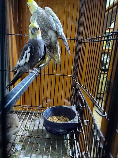 Coctale parrot breeder pair for sale