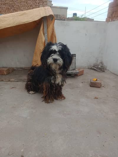 only for good family