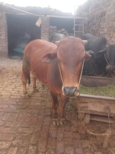 3 qurbani k janwer han for sale