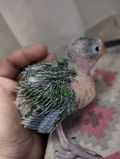 3 Green ringnecks chicks