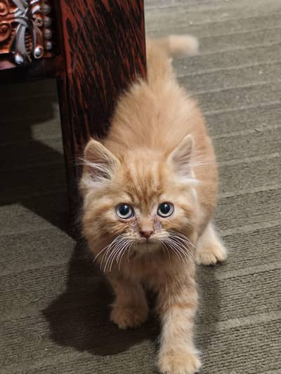 Persian kitten cat