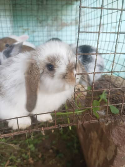 ہولینڈ لوپ خرگوش