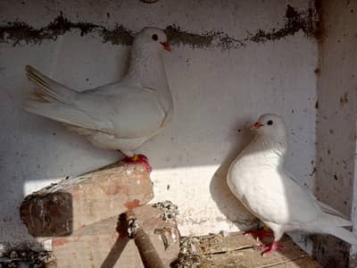 King Pigeon | Breeder Pair with one chick