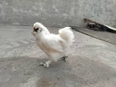 Cochin Porcelain Bantam Silki polish brahma heavy buff