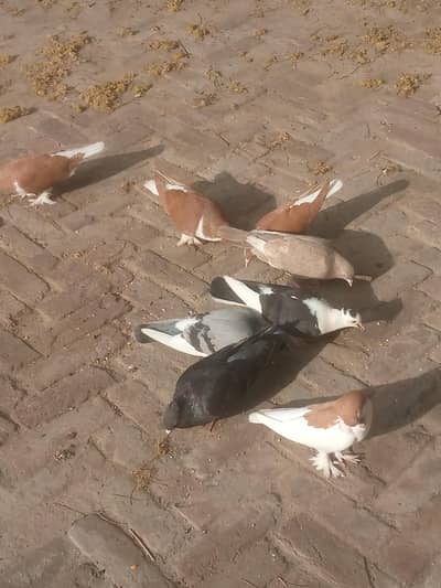 breeder pairs for sale