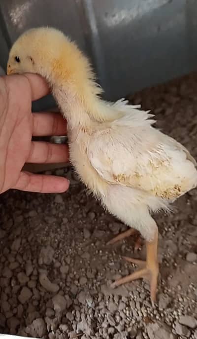 Heavy Shamo Aseel chick Only in7.5k