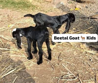 Original Beetal Goat  Kids