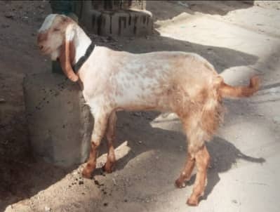 2 Bakra for Qurbani or breeding