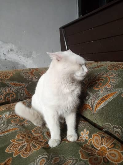 double coated white Persian male cat with light blue eyes