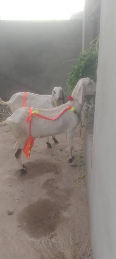 Milking Goat | Beetal Goat | Goat Kids | Nagra Beetal