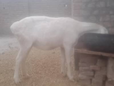 3turkey Bhairain + 2 narr bachay