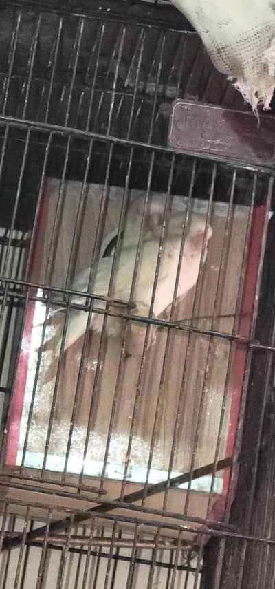 1 pair albino +1 pair par blue