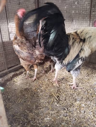 urgent sale egg laying hen