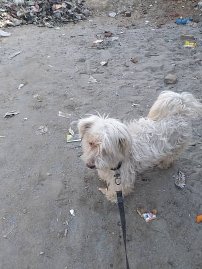 house dog . family me rhkny wala hai.