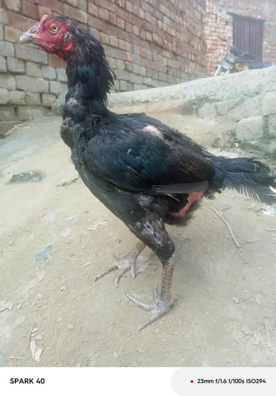 healthy aseel hen  for sale anday Dena wali