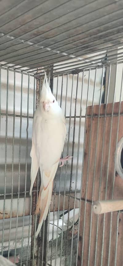 Lokking for new shilter