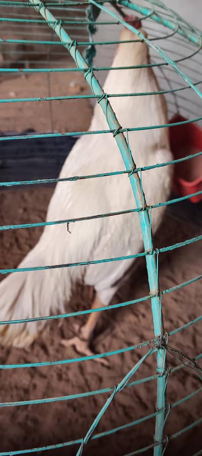 pure aseel white full active and healthy 100/