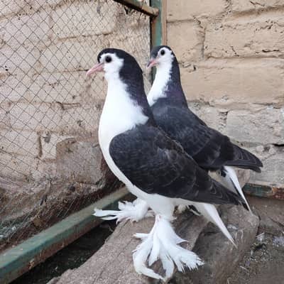 black sherazi chicks  pair