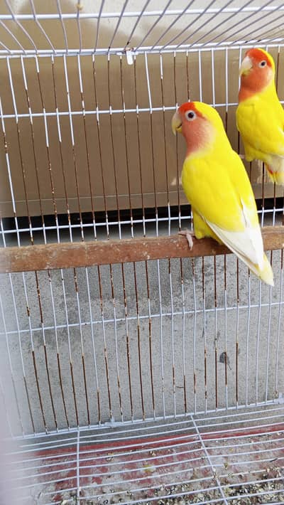 Lovebird 1000% breeder pair for sale