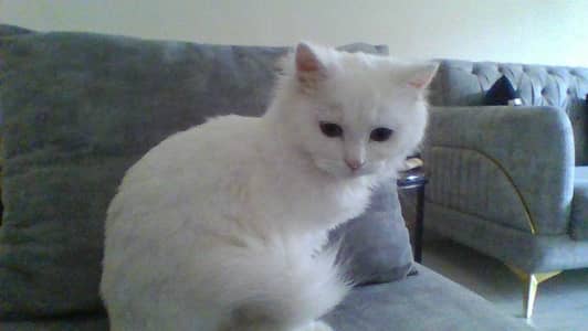 selling kitten full white triple coated  . Hair trimmed . 8000