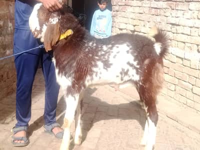 makhi chini Bakra do daant