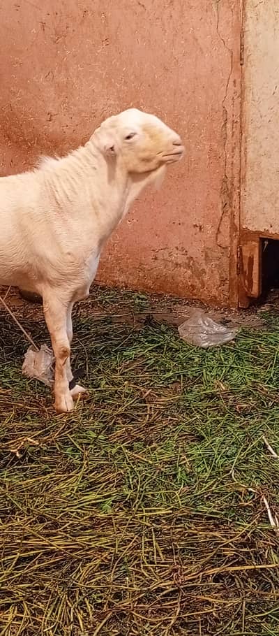 gulabi Russian teda  breeder