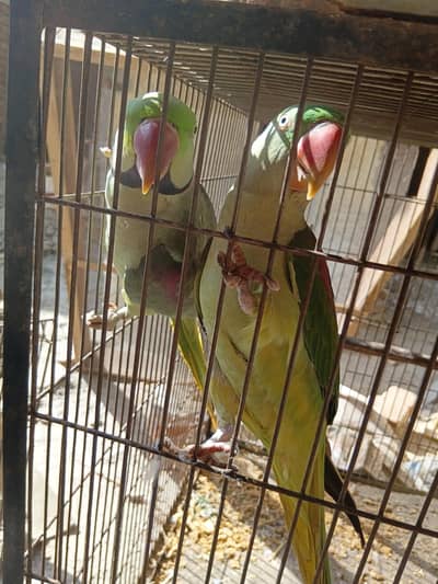 Raw parrot  for sale