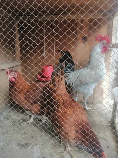 03491136214   2 Ando wali murgya or breeder murga urgent for selll