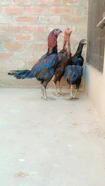 Indian Black dragons chick's for sale