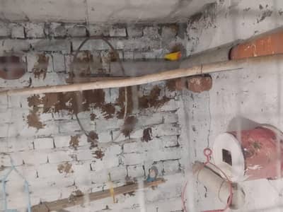 lovebirds pair and 1 black mask for sale