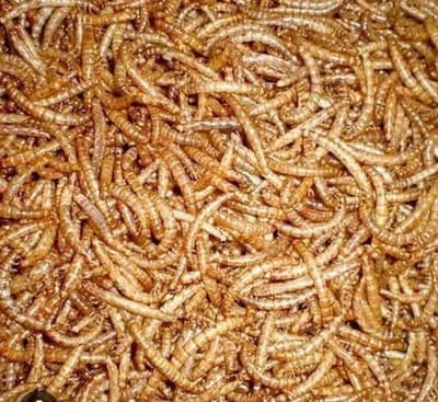 meal worms