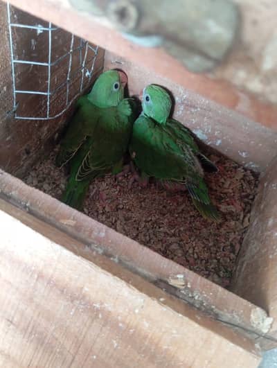 Green Ringneck chiks