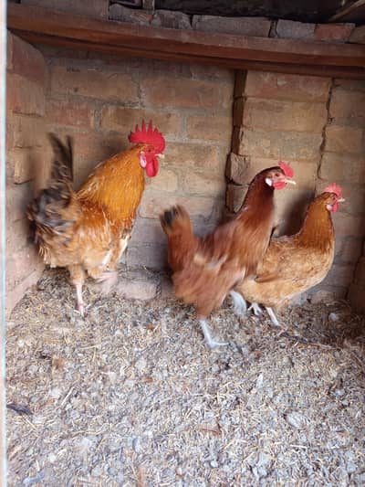 Golden Misri chickens for sale
