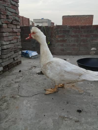 Paper white mascovy duck male Avaialble for sale