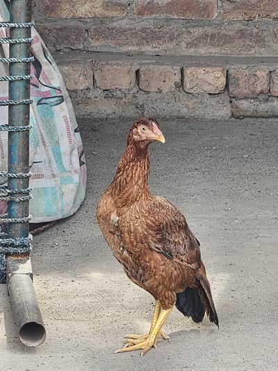 High Quality aseel hen father pics attached