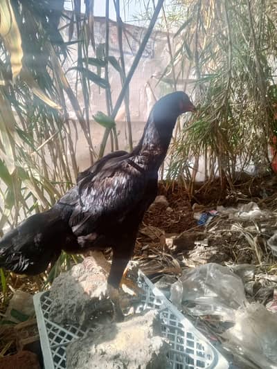 Aseel murghi with male chick (murgha)