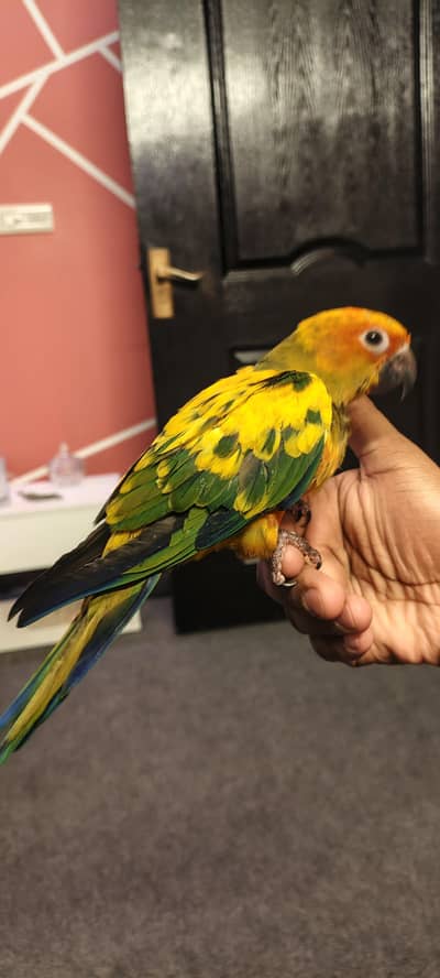 yellow factor sun conure chicks