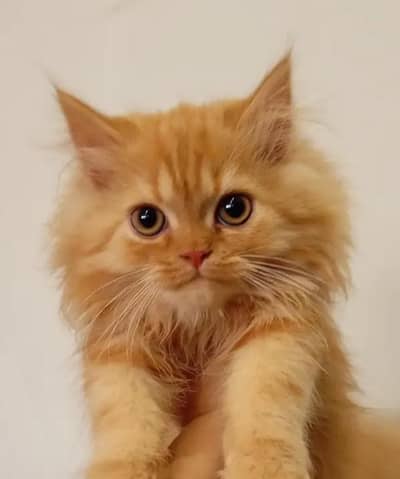 Pair of Persian Cats