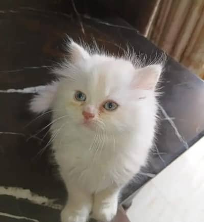 Persian female kitten for sale delivery available all Pakistan