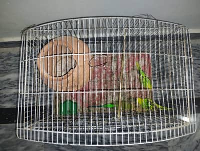 Australian parrot for sale