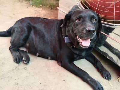 I want to sale my Labrador female dog.