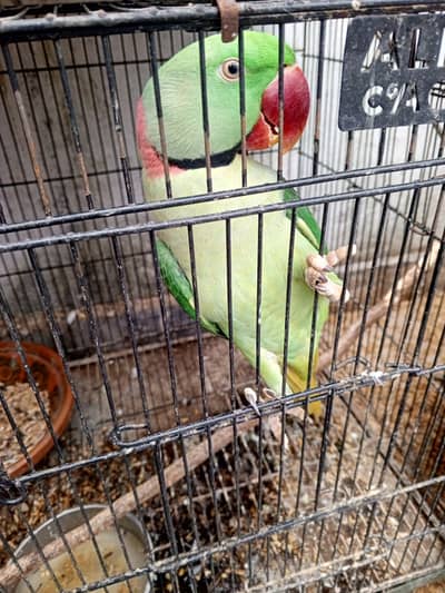 Raw parrot male sale exchange